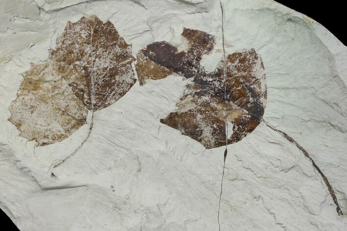 Two Miocene Fossil Leaves (Populus) - Augsburg, Germany #139510